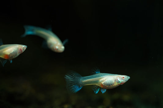 Blue Tuxedo Albino Guppies