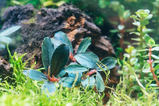 Bucephalandra Brownie Sugar