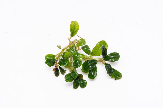 Bucephalandra Arrogant Blue
