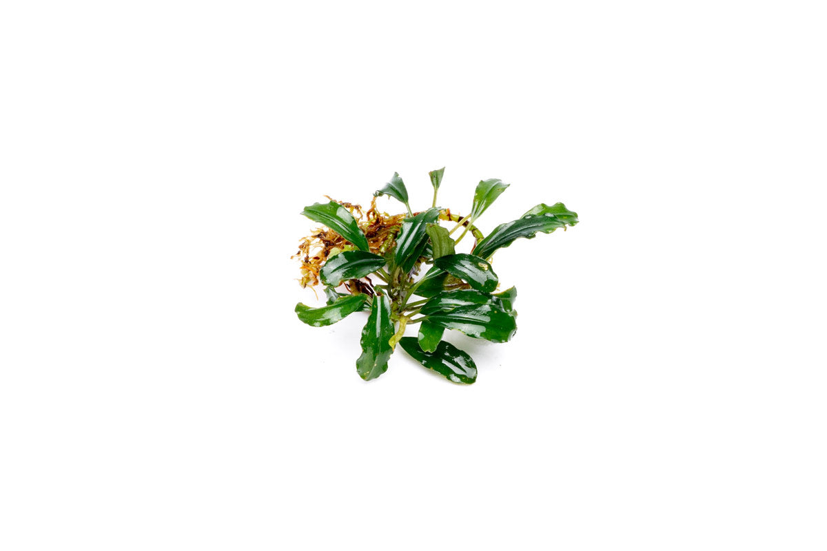 Bucephalandra Arrogant Blue