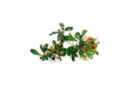 Bucephalandra Arrogant Blue