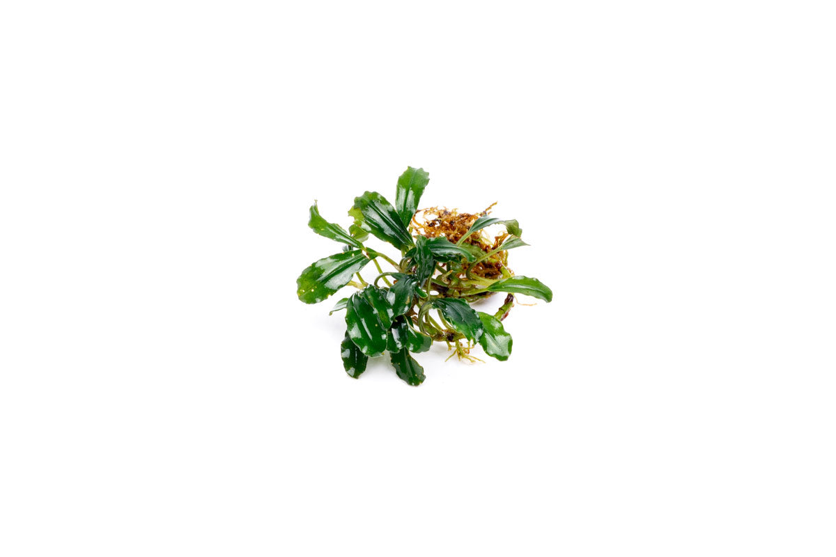 Bucephalandra Arrogant Blue
