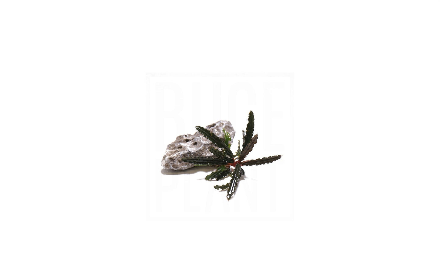 Bucephalandra Belindae