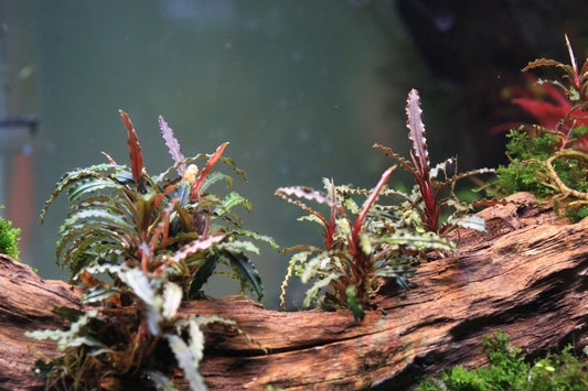 Bucephalandra Belindae