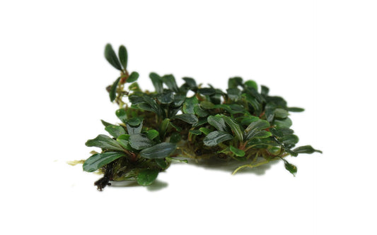 Bucephalandra Black Pearl