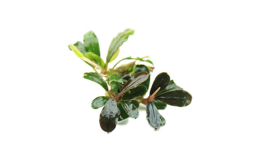 Bucephalandra Black Pearl