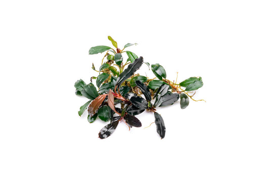 Bucephalandra Brownie Blue