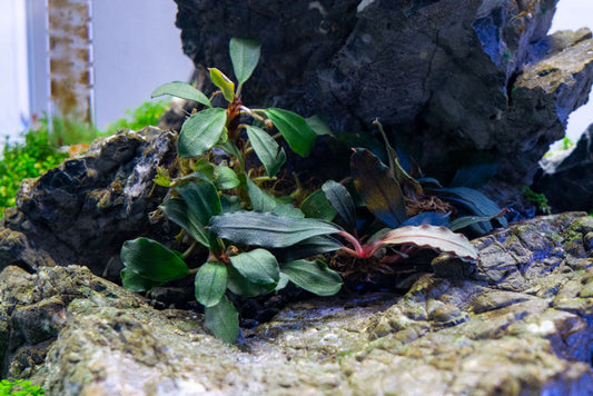 Bucephalandra Brownie Blue