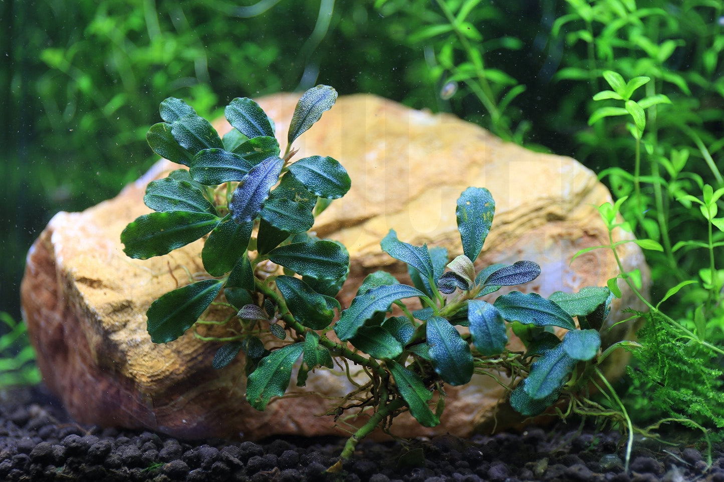Bucephalandra Brownie Brown
