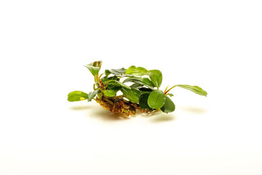 Bucephalandra Brownie Brown