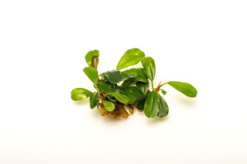 Bucephalandra Brownie Brown