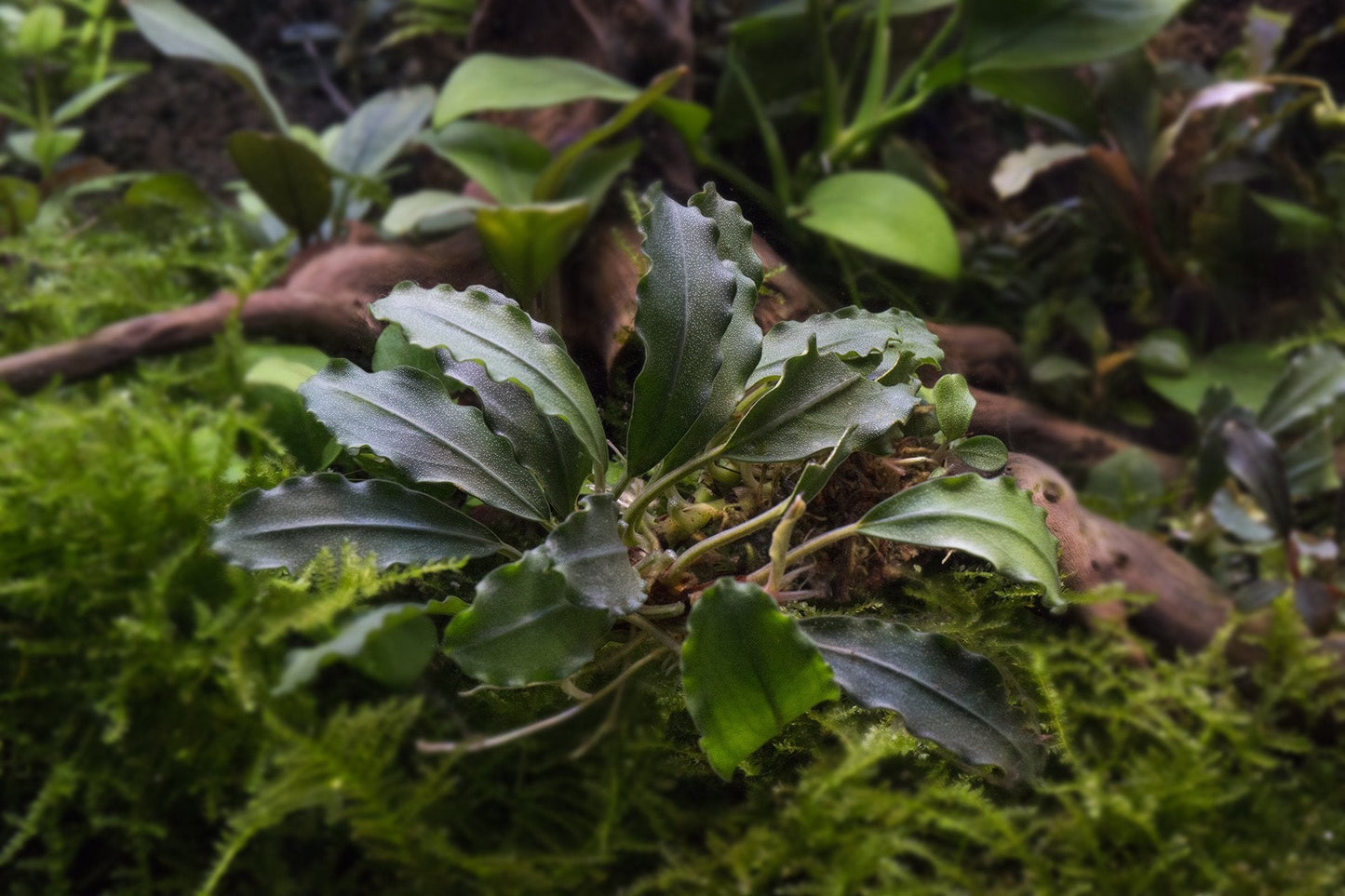 Bucephalandra Brownie Firebird