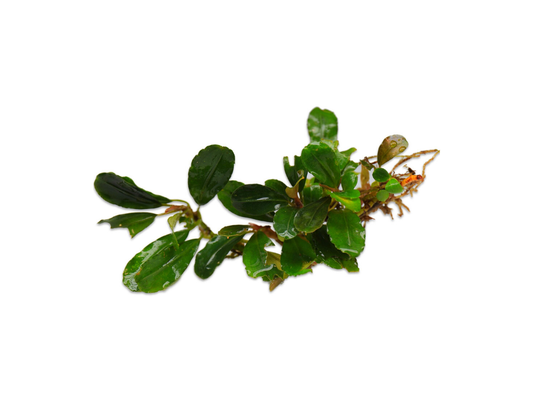 Bucephalandra Brownie Hermes