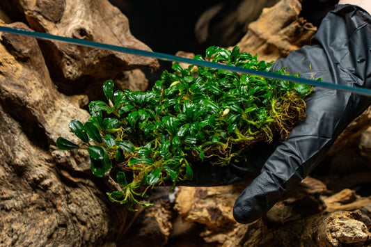 Bucephalandra Brownie Phantom