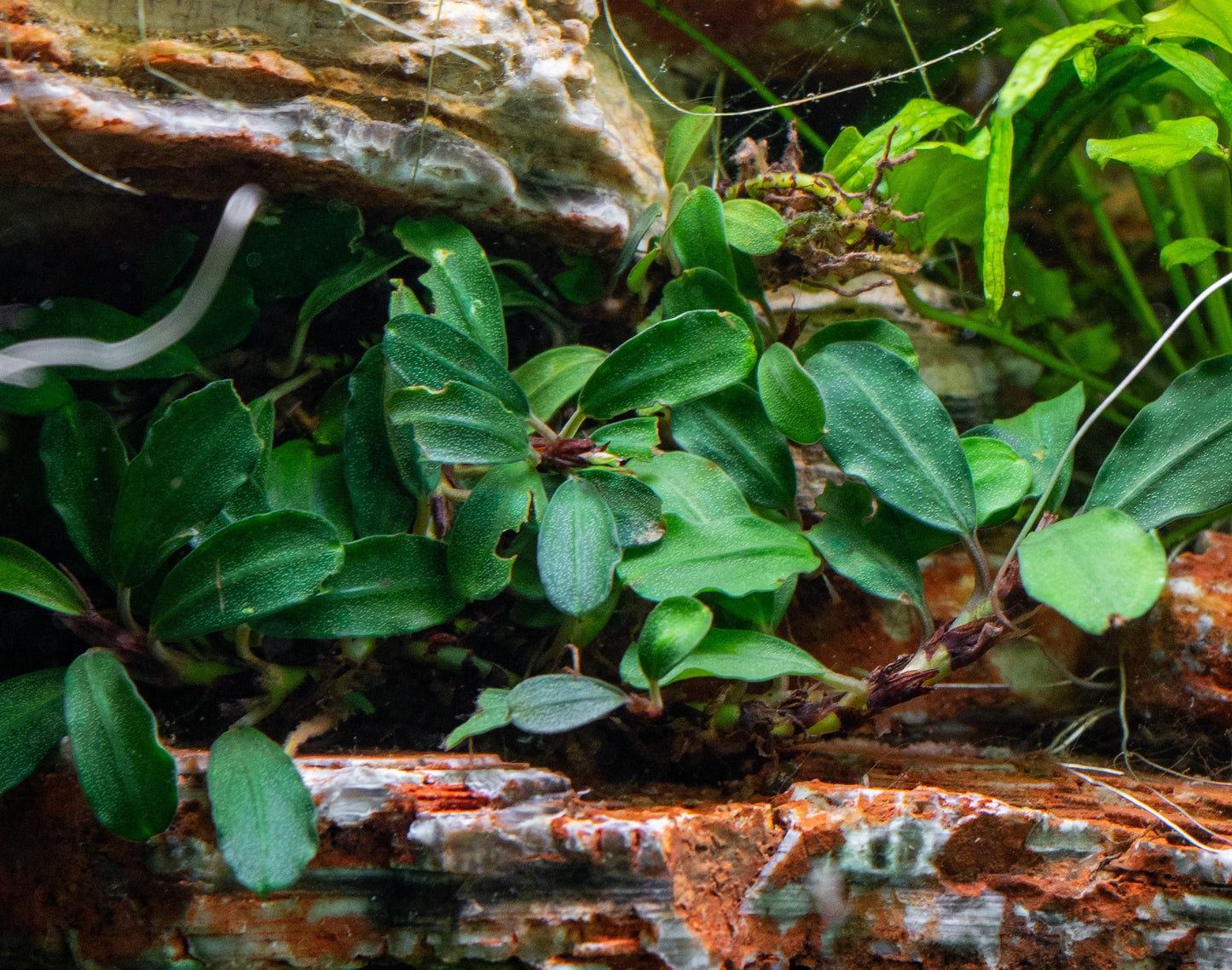 Bucephalandra Brownie Phoenix