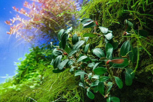 Bucephalandra Brownie Phoenix
