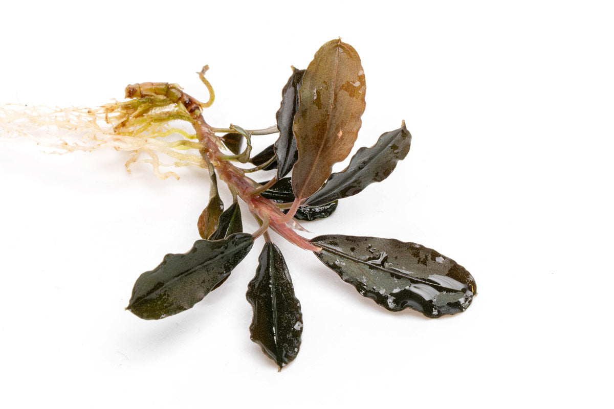 Bucephalandra Brownie Purple