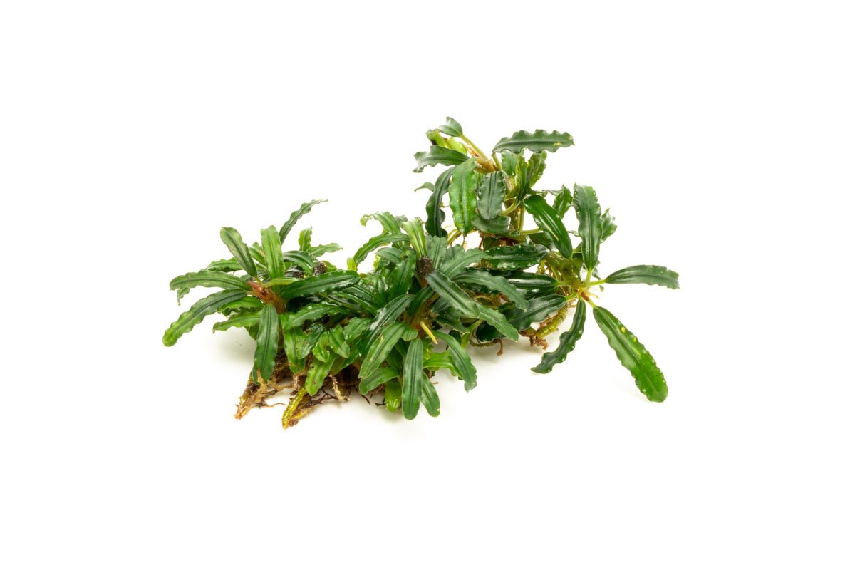 Bucephalandra Catherinae Green