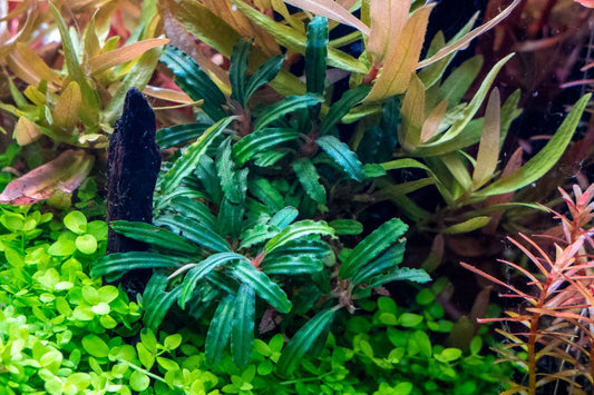 Bucephalandra Catherinae Green