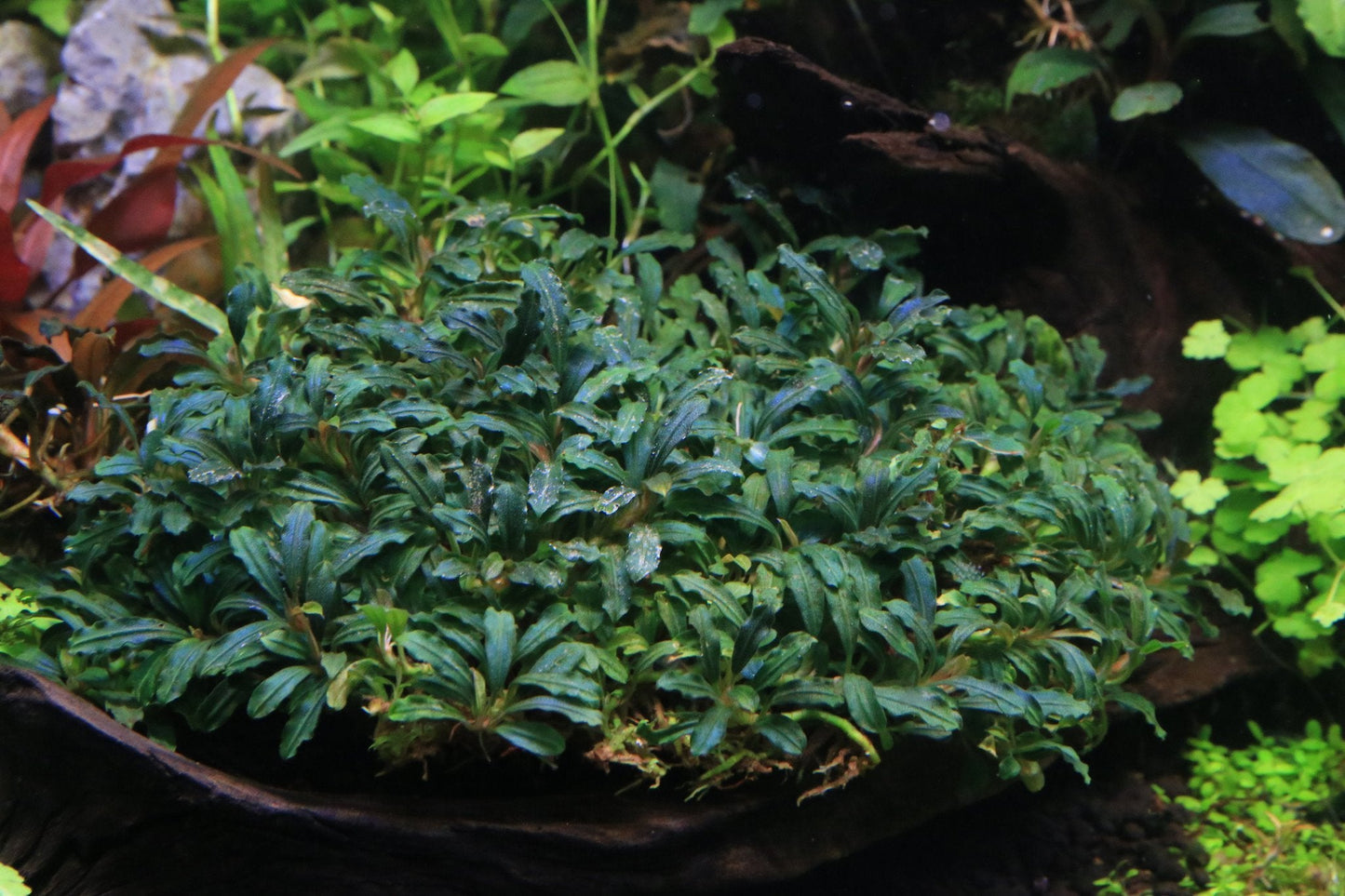 Bucephalandra Catherinae Green
