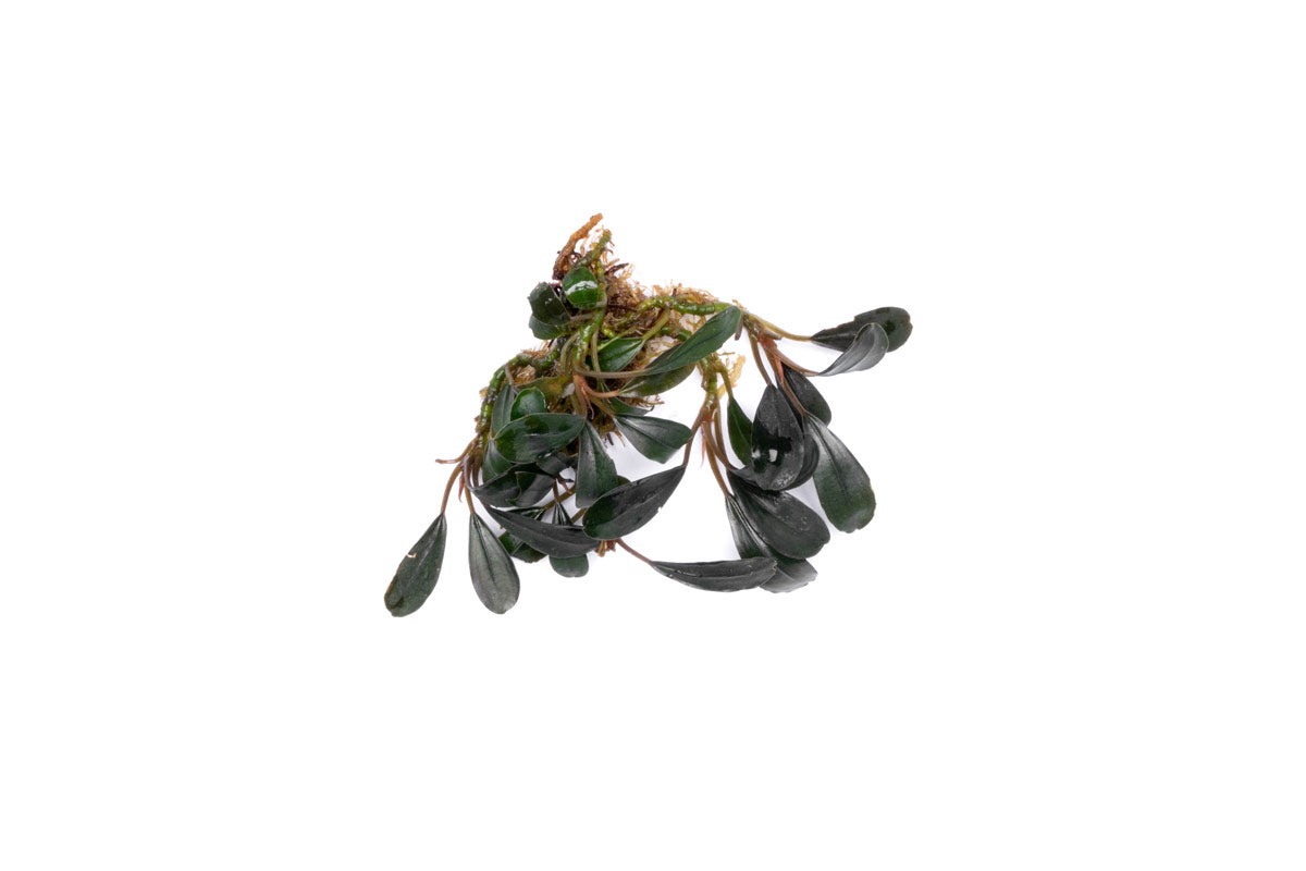 Bucephalandra Deep Purple