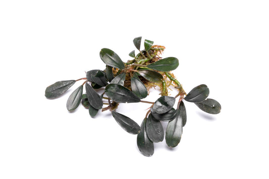 Bucephalandra Deep Purple