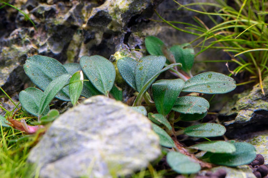 Bucephalandra Hades