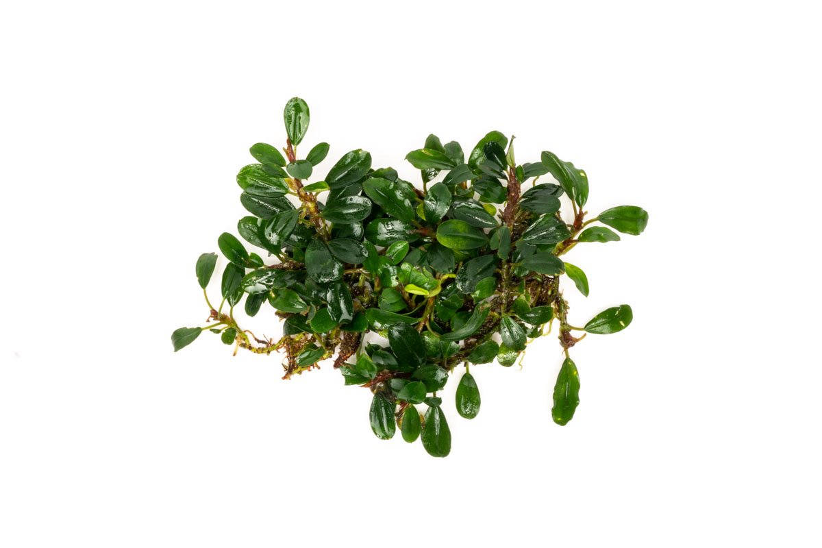 Bucephalandra Hades
