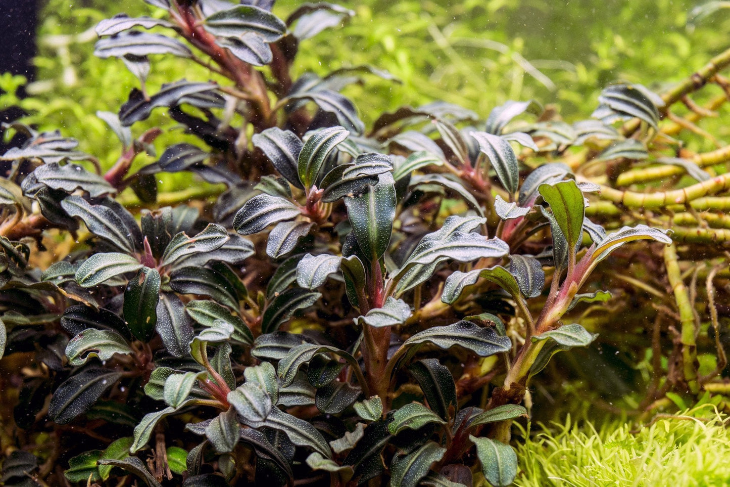 Bucephalandra Krivbass