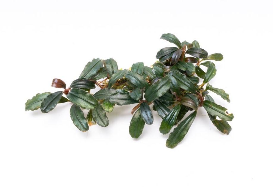 Bucephalandra Krivbass