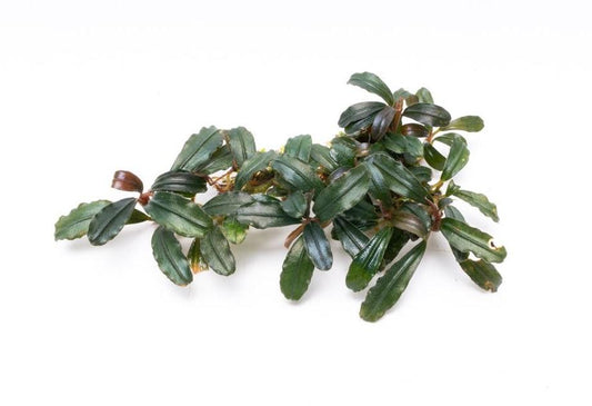 Bucephalandra Krivbass