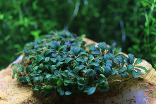 Bucephalandra Lamandau Mini Purple