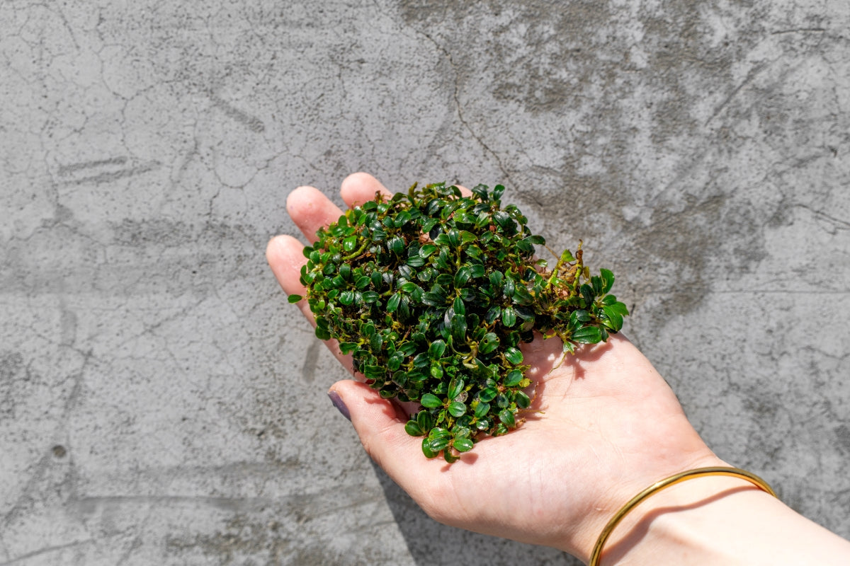 Bucephalandra Lamandau Mini Purple