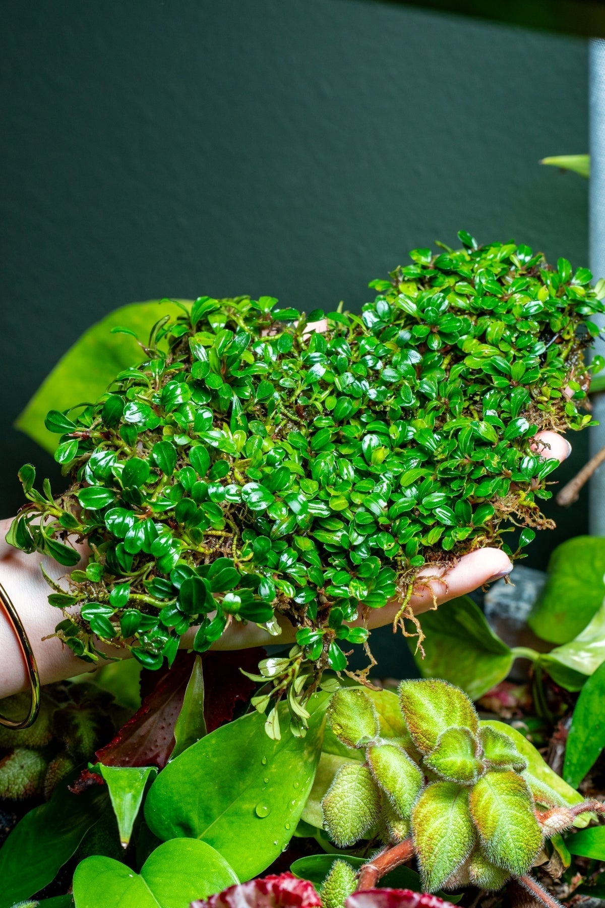 Bucephalandra Lamandau Mini Purple