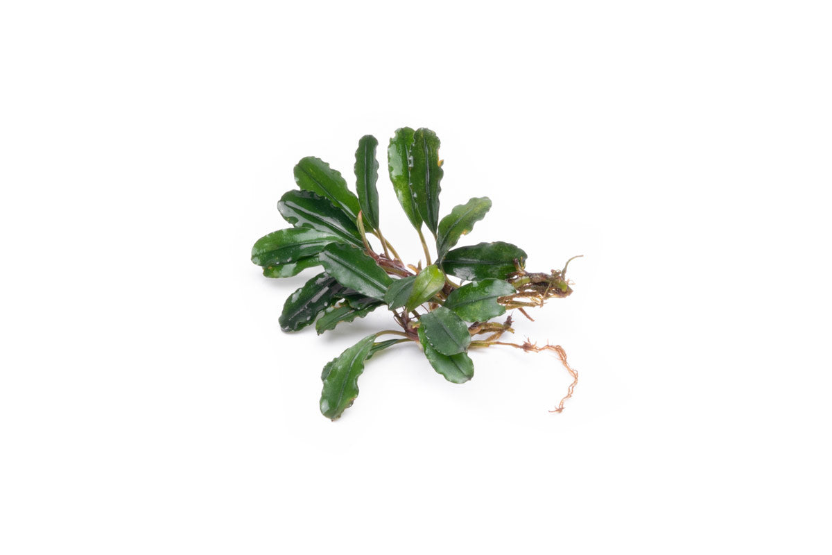 Bucephalandra Melawi Blue