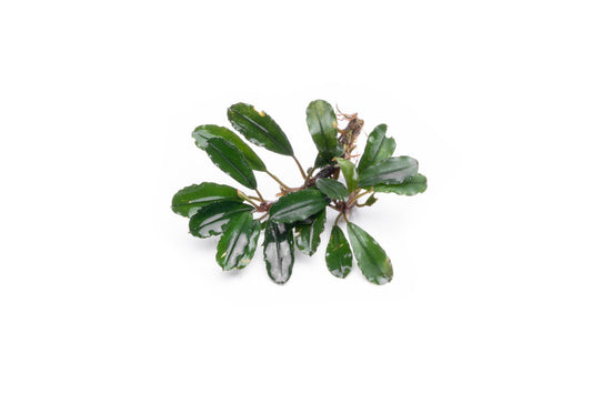 Bucephalandra Melawi Blue