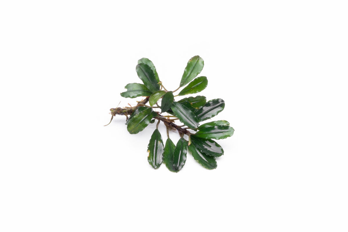 Bucephalandra Melawi Blue