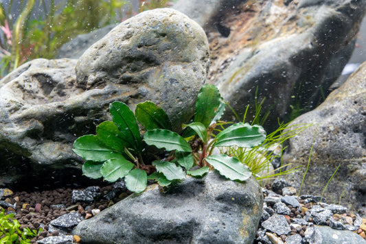 Bucephalandra Melawi Blue