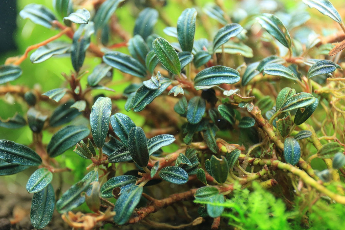 Bucephalandra Krivbass