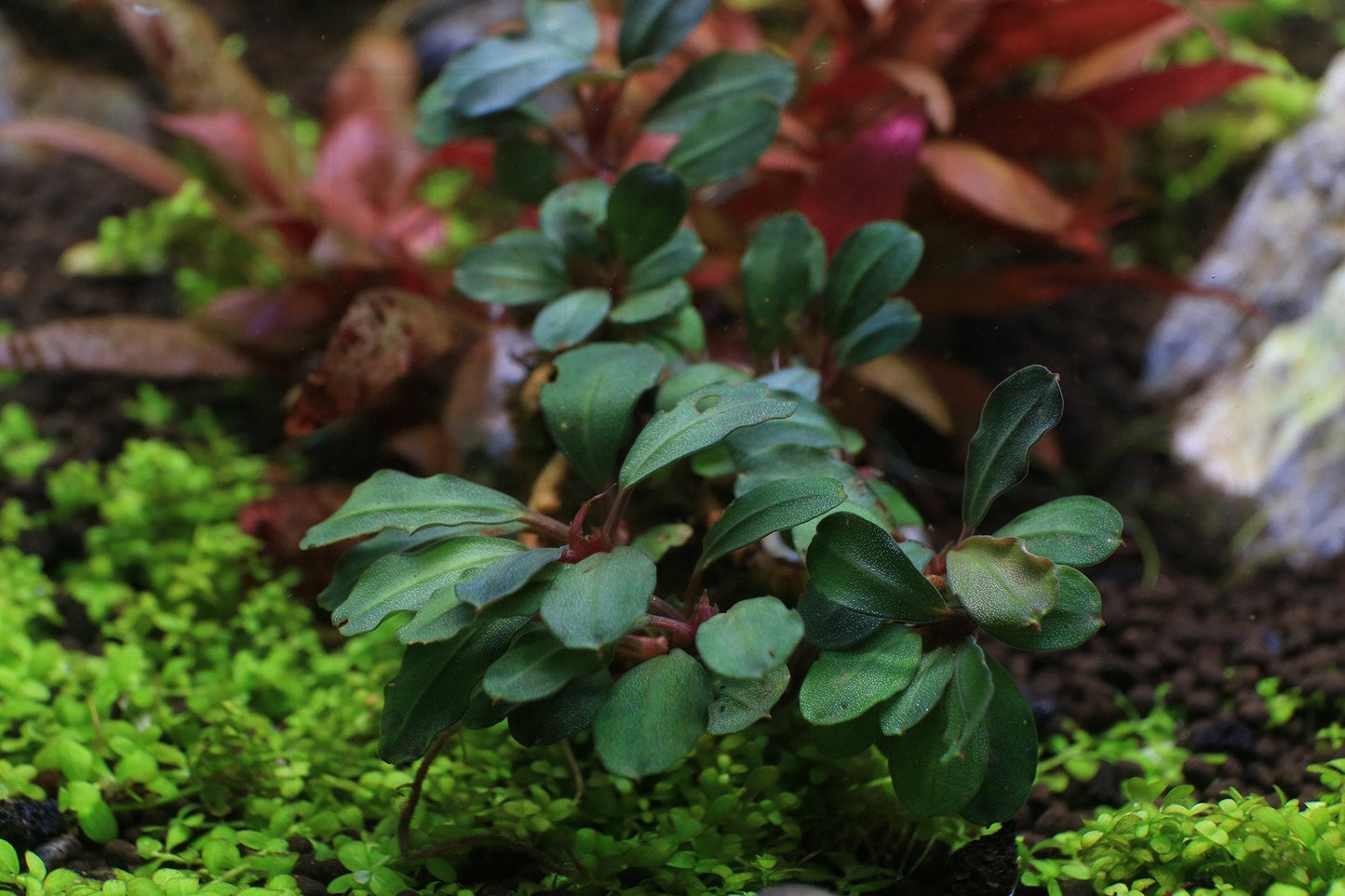 Bucephalandra Peacock