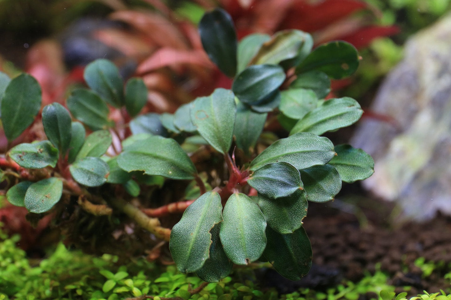 Bucephalandra Peacock