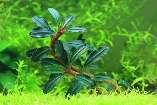 Bucephalandra Black Mist