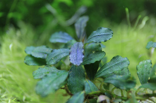 Bucephalandra Brownie Brown