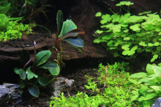 Bucephalandra Brownie Hermes