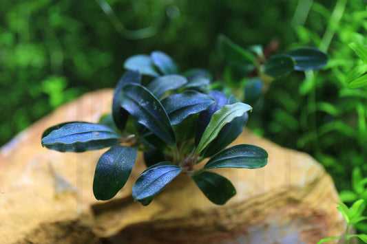 Bucephalandra Deep Purple