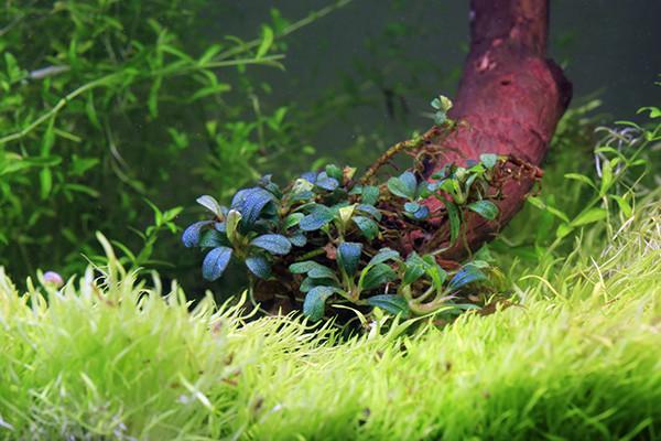 Bucephalandra Lamandau Mini Purple