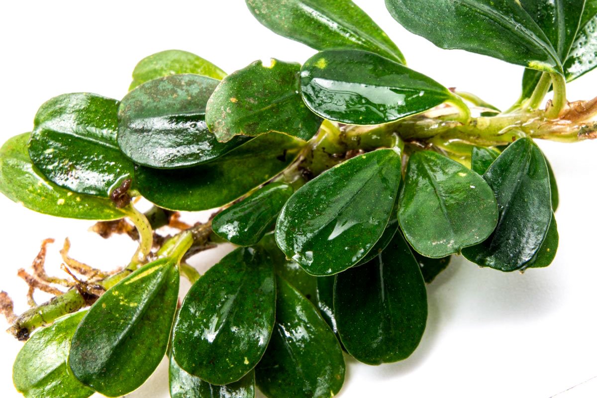Bucephalandra Purple Blue