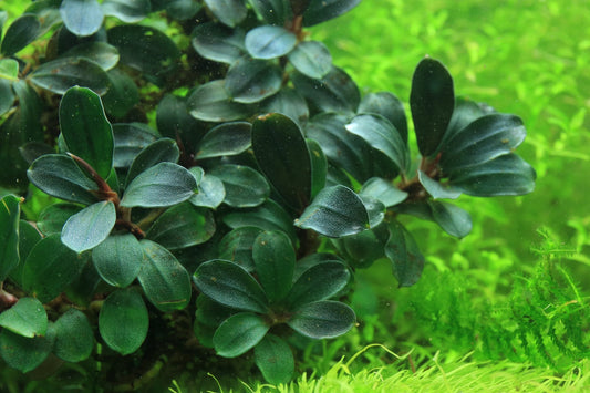 Bucephalandra Purple Blue