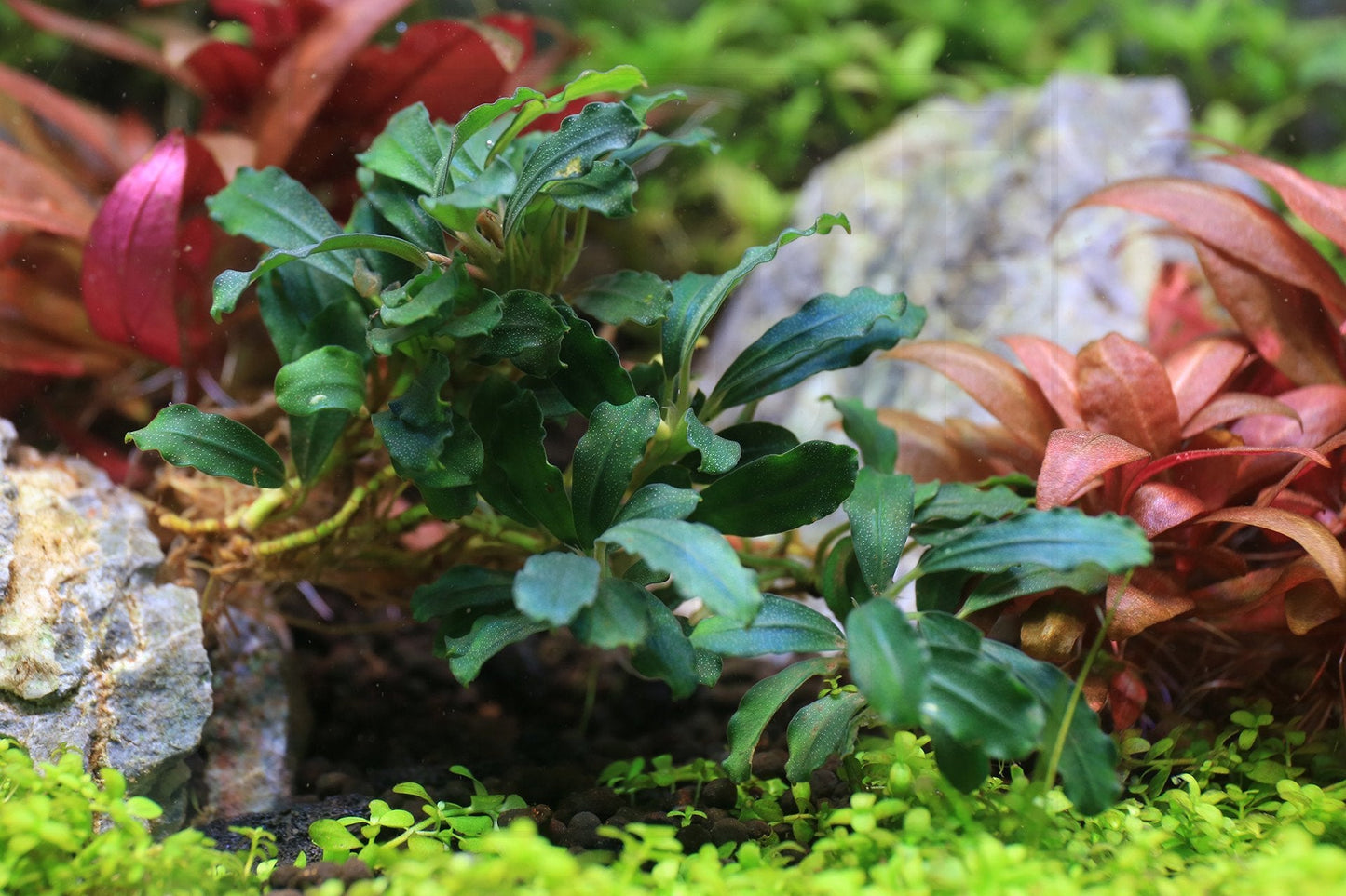 Bucephalandra Sexy Pink