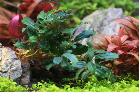 Bucephalandra Sexy Pink